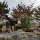 꼬꼬와아이들 이미지