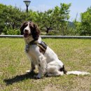 한국특수탐지견센터 이미지