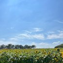 연천호로고루 | 연천 호로고루 🌻 / 7월말 방문기 / 솔직후기
