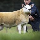 양한마리 이미지