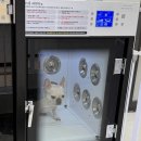 미용하개 | 하남 애견 목욕하개 미용하개 24H 애견 셀프 목욕 방문쓰