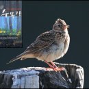 노고지리 이미지