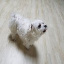 미미펫살롱 이미지