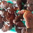 자연산영지버섯판매 이미지