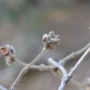 열매- 구슬댕댕이, 꽃개오동, 나도국수나무, 산괴불나무, 산철쭉, 수수꽃다리 이미지