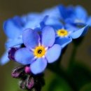 물망초forgetmenot 이미지