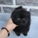 스타일독앤캣 강아지고양이 부천본점 | 의정부강아지분양 여기가 진짜 찐이다 인생 반려견 만남 후기