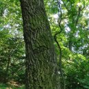 솔내공원 이미지