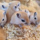 미니펫스토리 이미지