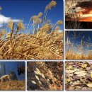 [11월 30일 탄생화] 낙엽, 마른 풀(Dry Grasses) : 새봄을 기다림 이미지
