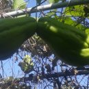 들녘 농장 이미지