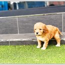 광주강아지분양 고양이분양 24시 데려가개본점 이미지