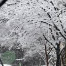 3월의 눈(雪) 이미지