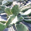 김용근 농장 이미지