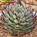 위너스타 이미지