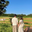 제주 이시돌목장 테시폰식 주택 | 제주도 6월 여행 아이랑 가볼만한곳 성이시돌목장 카페 총정리 정보글 (주차)