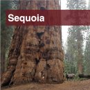 미국 캘리포니아 · Sequoia National Park | 세쿼이아 국립 공원 · 셔틀버스