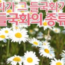 들국화 이미지