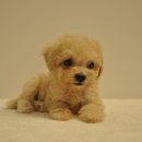 유올펫 강아지고양이 청주점 이미지