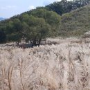 제35회 소요단풍문화제 이미지