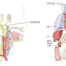 미주테라피
