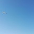 송이횟집
