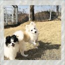 댕댕이애견 이미지