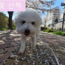 하이댕댕 | 하이댕댕 여기 가봤더니 정말 좋더라