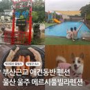 부산근교 애견동반 펜션,울산 울주 메르시풀빌라펜션 패밀리 2동 후기