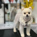 트리멍마마 이미지