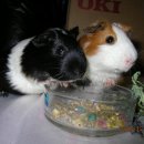 금계농장 이미지