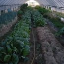 안고랑농장 이미지