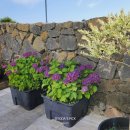 제주 낙산로 181 이미지