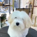 뽀송뽀송강아지미용실 이미지