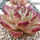 샐리가든 이미지