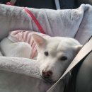 마이펫푸드 | 2026 마이펫페어 일산 part 1 후기