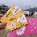 2025 광양매화축제 방문했어요 : 주차, 셔틀, 코스, 입장권, 개화상황까지 !