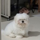 논현 켄넬 이미지