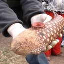 고대1100 이미지