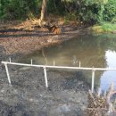 피사모아 이미지