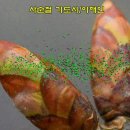 사순절 기도시(이해인 수녀) 이미지