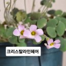 라인헤어 이미지