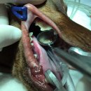 서울동물의료센터 이미지