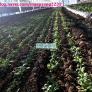 만평농장 이미지