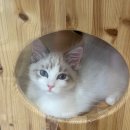 고양이분양은 노블캣 랙돌놀숲분양캐터리 대전점 이미지