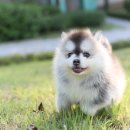 허스키 사랑 | 폼스키분양 포메라니안과 허스키의 특별한 만남