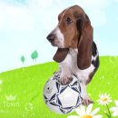 대한동물병원 이미지