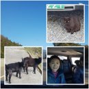 아침햇살염소농장 이미지