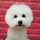 새로미펫살롱 이미지