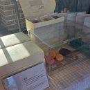 해변 | 🌊 강릉당 커피콩빵 안목해변점 방문후기